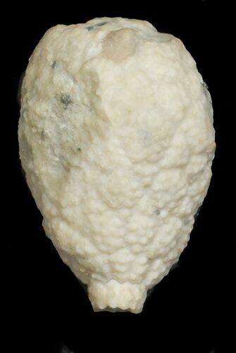 Cystoid (Holocystites) Fossil - Indiana #62005